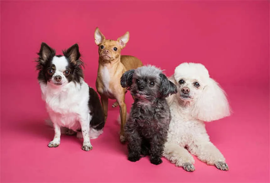 穏やかな犬種おすすめ14選｜性格や飼い方のコツを徹底解説