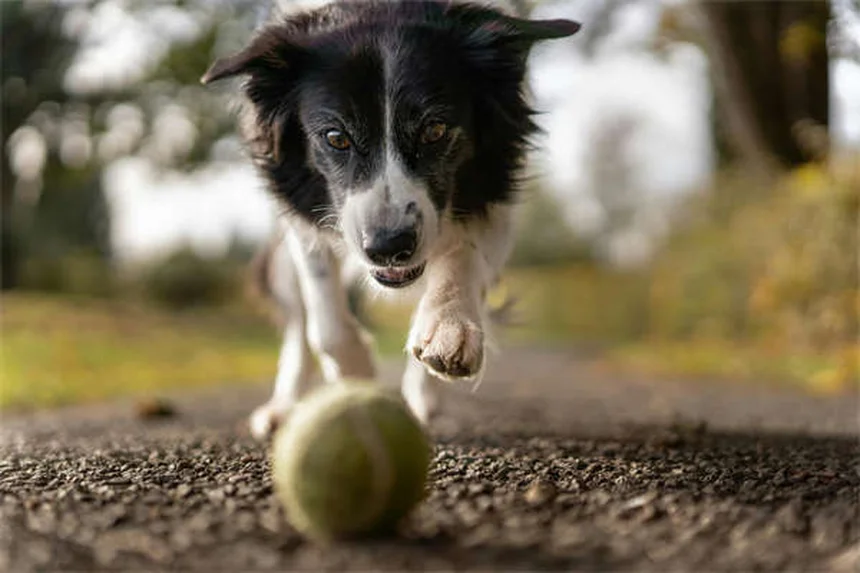犬のしつけに最適なおやつ選び！効果を高める5つの条件とコツ