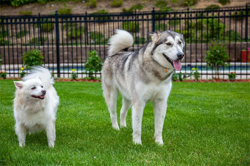 犬のうっ血性心不全の末期サインと最期の決断、今知るべき7つのポイント