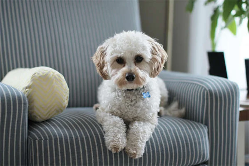 クエン酸カリウムとは？犬猫の結石予防と低カリウム血症の治療薬を解説