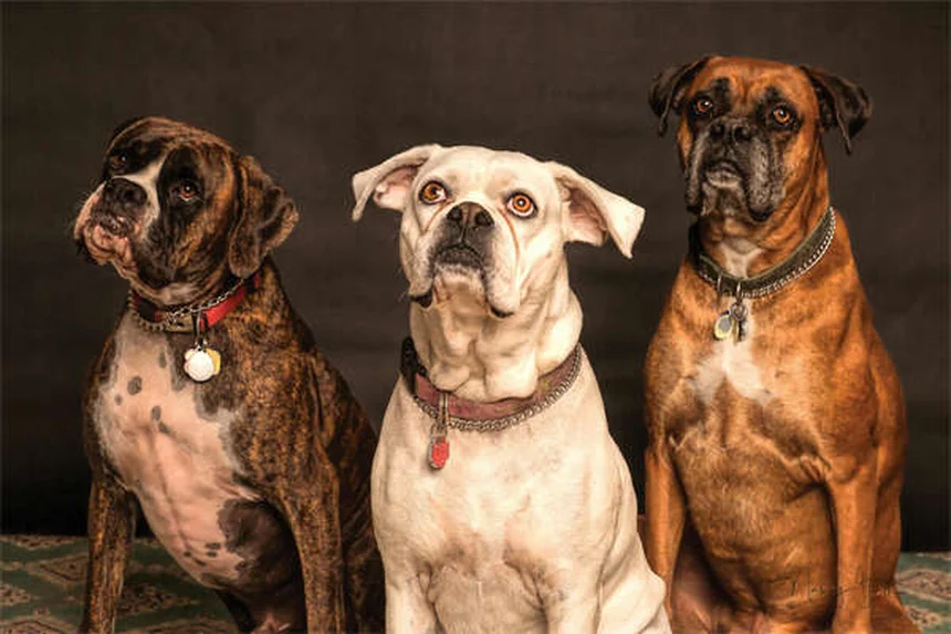 犬の飛びつきをやめさせる方法｜しつけのコツと絶対NG行動を解説