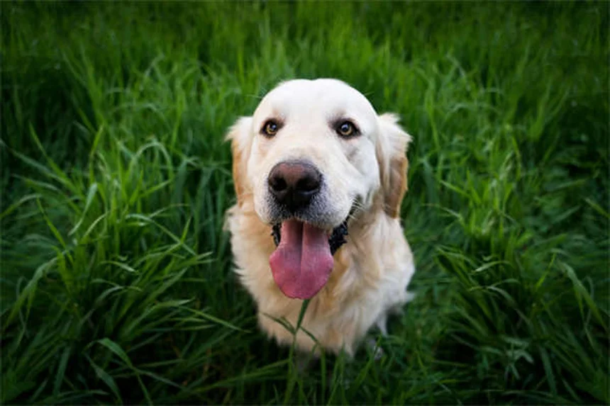 子犬のうんちの回数は多い？正常な頻度と健康チェックのポイント
