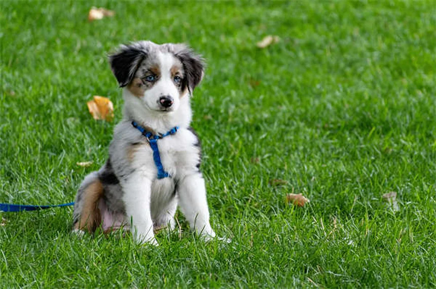 愛犬に最適なドッグフードの選び方：7つのステップで失敗しない