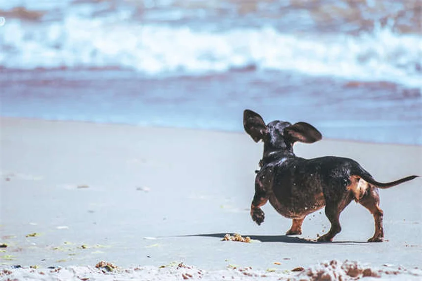 愛犬に最適なドッグフードの選び方：7つのステップで失敗しない