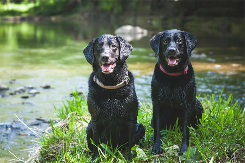 犬の不安を和らげる方法：獣医師が教える今日からできる7つの対策