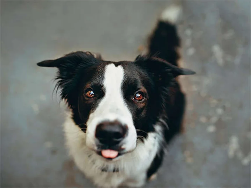 犬の無駄吠えを止める方法｜原因と今日からできる正しいトレーニング