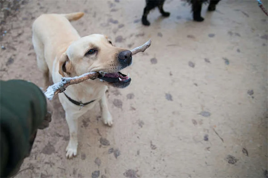 メス犬のマウンティング、本当の理由と正しい対処法