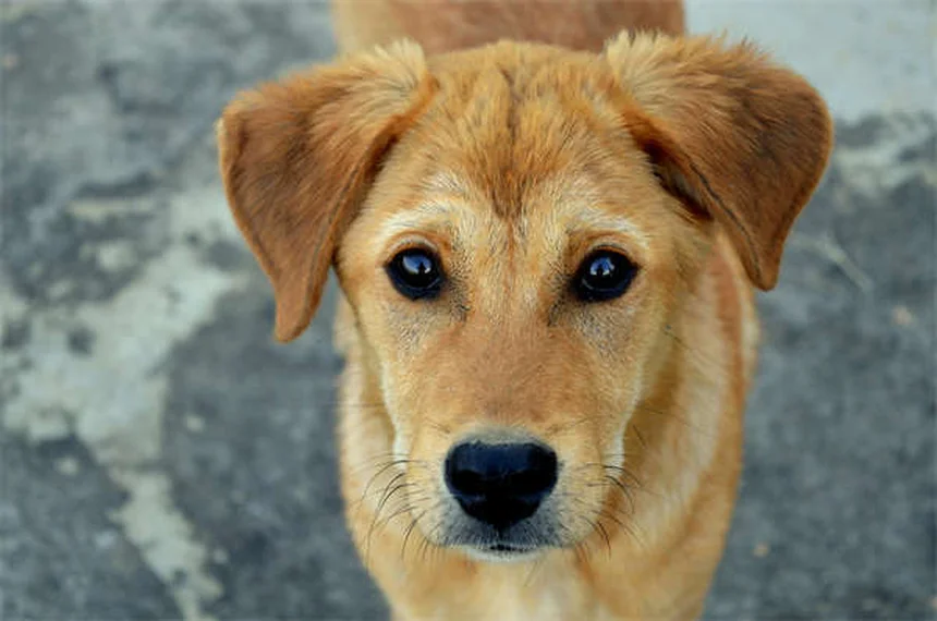 メス犬のマウンティング、本当の理由と正しい対処法