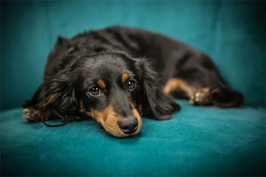 メス犬のマウンティング、本当の理由と正しい対処法
