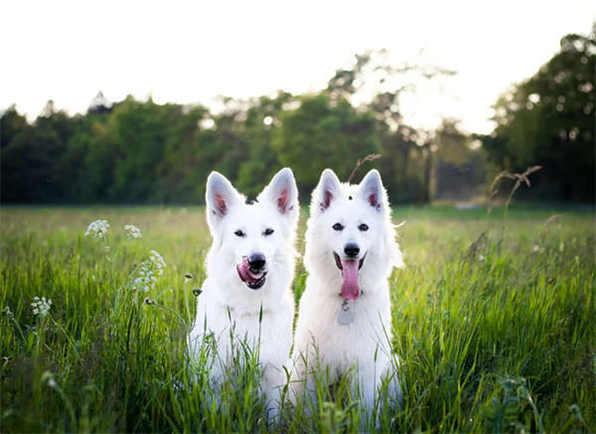 メス犬のマウンティング、本当の理由と正しい対処法
