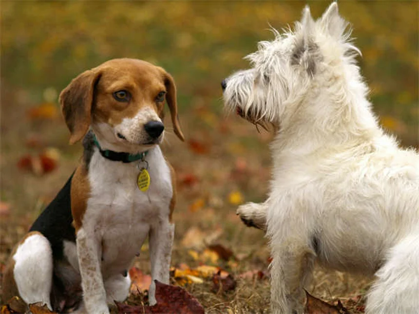 犬の拡張型心筋症(DCM)の症状と治療法を獣医師が解説