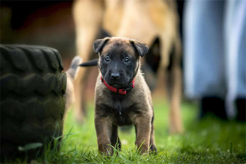 犬の肺高血圧症の初期症状5つ。見逃しサインと段階別チェック法
