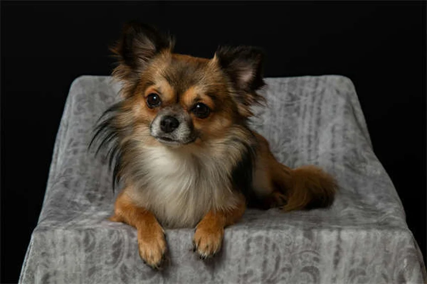 犬の肺高血圧症の初期症状5つ。見逃しサインと段階別チェック法