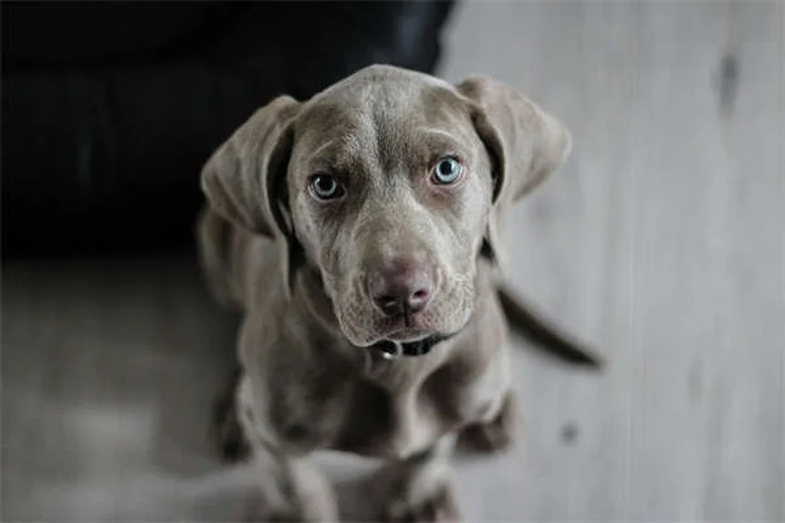 犬の肺高血圧症の初期症状5つ。見逃しサインと段階別チェック法