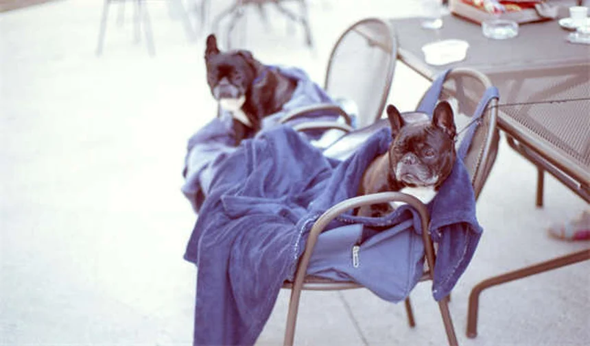 希少犬種20選！特徴や飼い方・注意点を徹底解説