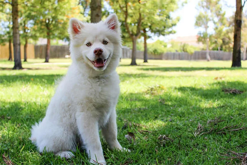 希少犬種20選！特徴や飼い方・注意点を徹底解説