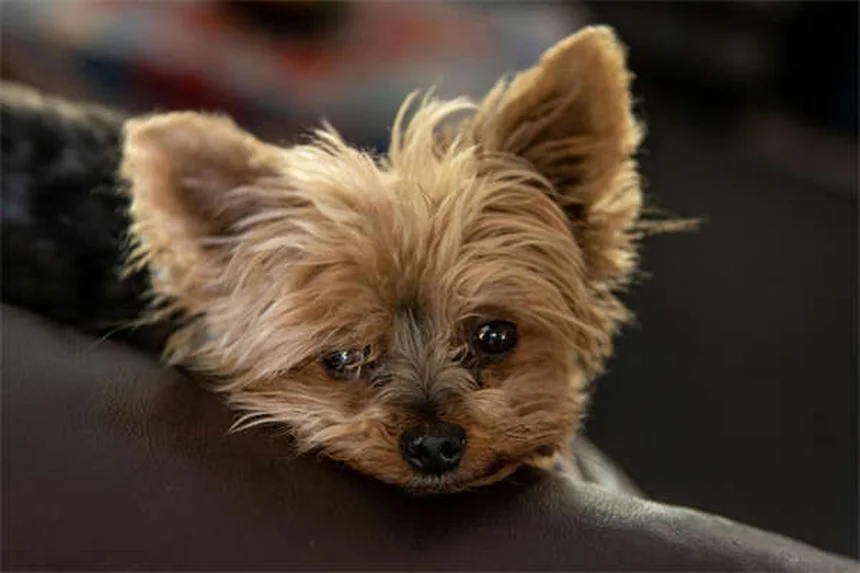 希少犬種20選！特徴や飼い方・注意点を徹底解説