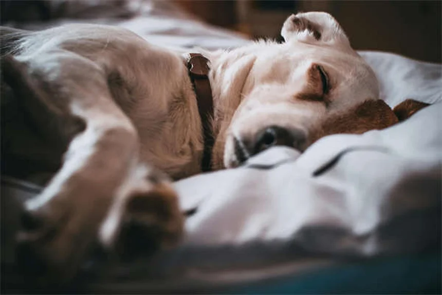 犬の散歩拒否、原因と対処法を経験者が解説