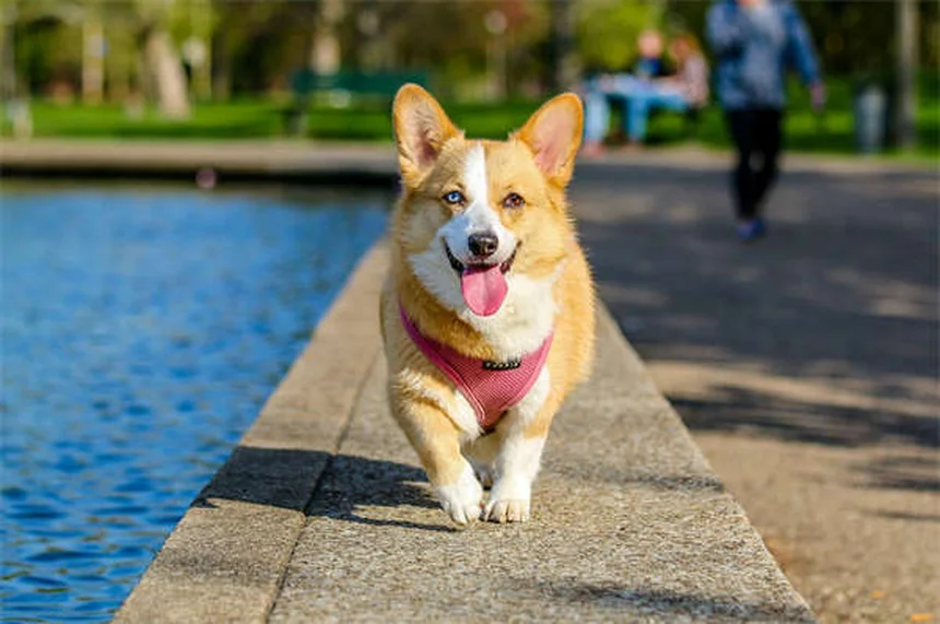 犬の散歩拒否、原因と対処法を経験者が解説