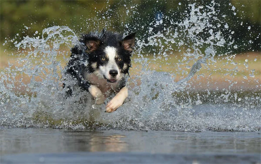 犬のエクストリームスポーツの選び方と始め方