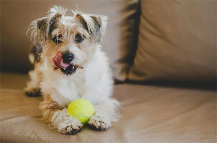 犬のエクストリームスポーツの選び方と始め方