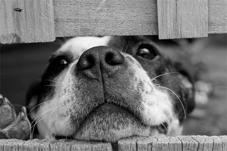 犬のエクストリームスポーツの選び方と始め方