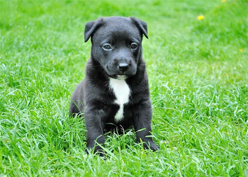 子犬の初めての外出はいつから？ワクチンと社会化の正しいタイミング