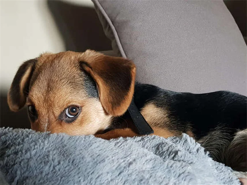 夏のペットの暑さ対策：愛犬・愛猫を熱中症から守る7つの方法