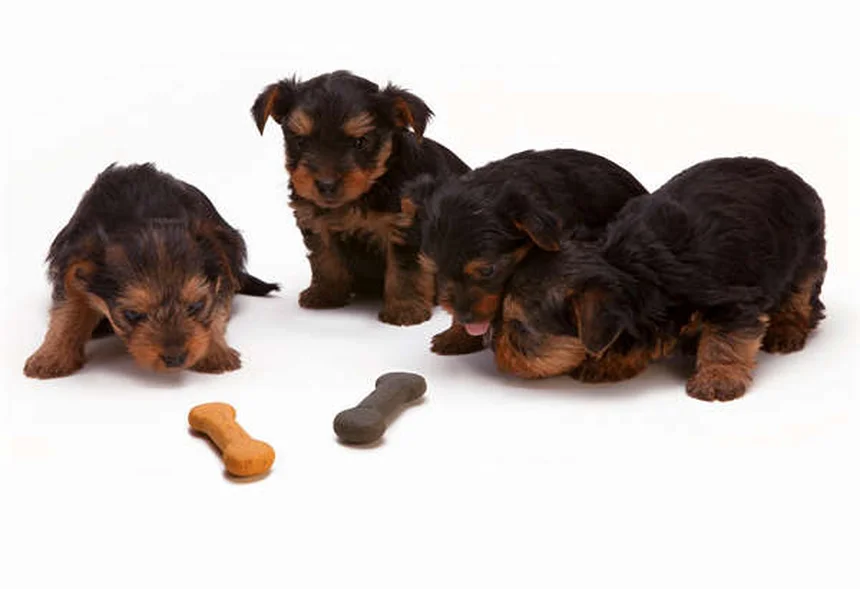 夏のペットの暑さ対策：愛犬・愛猫を熱中症から守る7つの方法