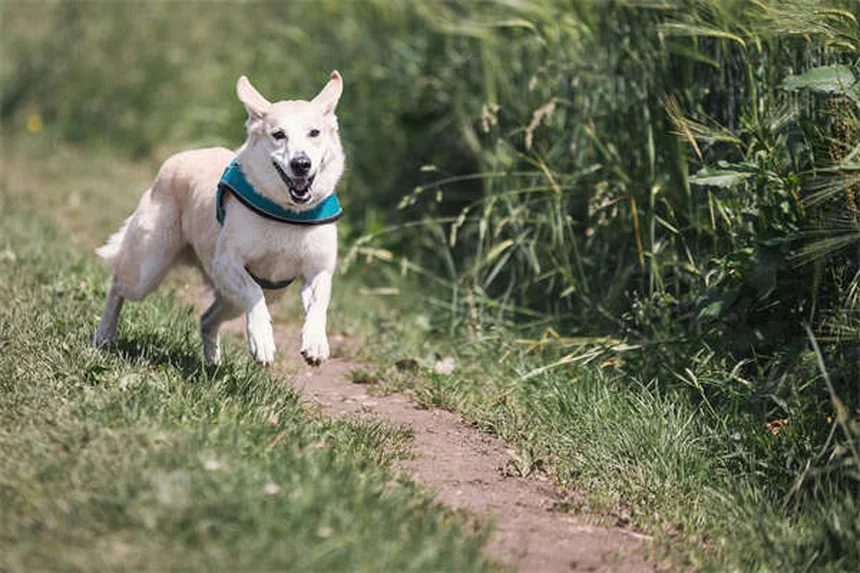 ペットのバルコニー安全対策｜猫・犬の落下事故を防ぐ5つの方法