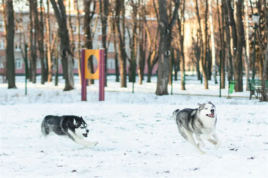 犬に危険なホリデー料理7選｜愛犬を守るための完全ガイド