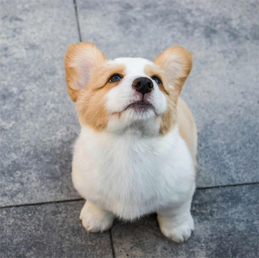 小型犬の寿命を延ばす秘訣！ライフステージ別・健康管理完全ガイド