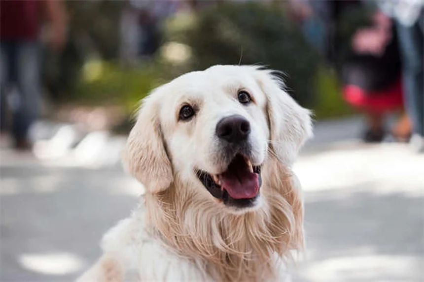 小型犬の寿命を延ばす秘訣！ライフステージ別・健康管理完全ガイド
